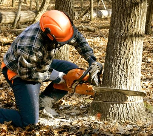 Tree Removal in Calvin, OK